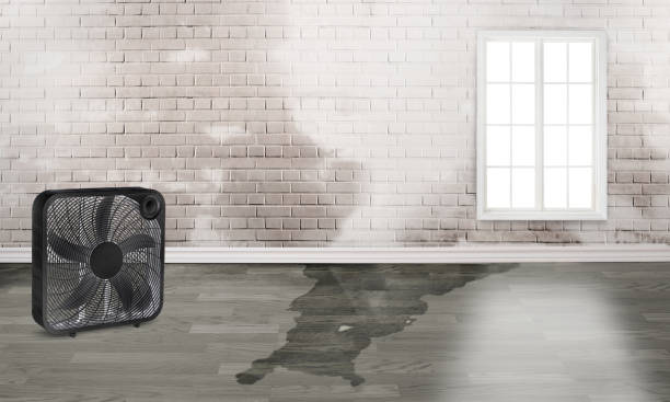 Best Basement water damage restoration  in Citrus Park, FL