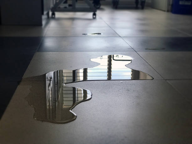 Best Water damage cleanup near me  in Citrus Park, FL