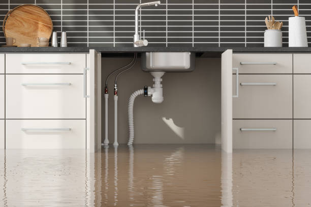 Best Flooded house restoration  in Citrus Park, FL