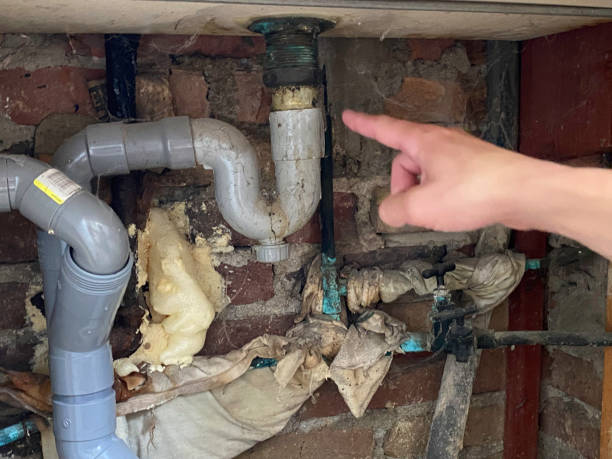 Best Water damage cleanup near me  in Citrus Park, FL