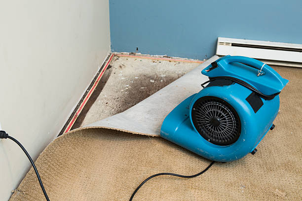 Best Ceiling water damage repair  in Citrus Park, FL